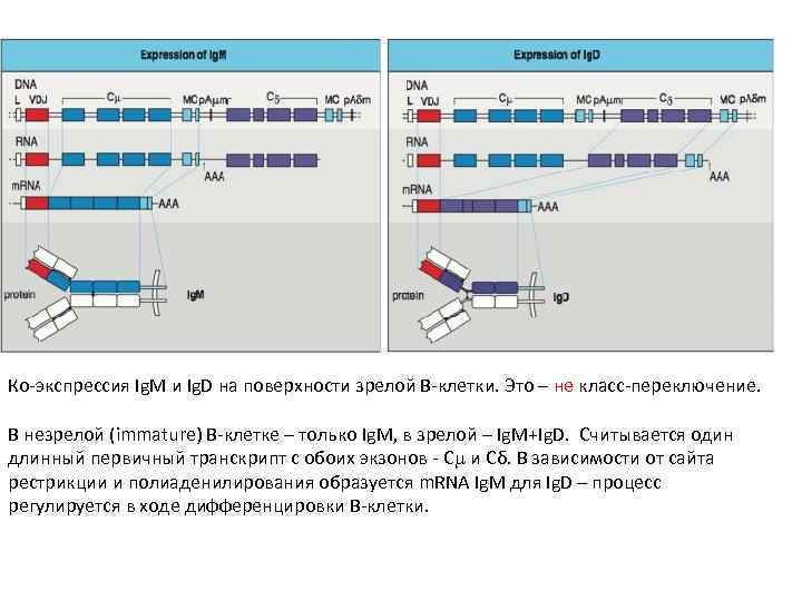 Ко-экспрессия Ig. M и Ig. D на поверхности зрелой В-клетки. Это – не класс-переключение.