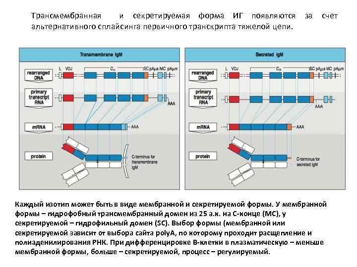 Трансмембранная и секретируемая форма ИГ появляются за счет альтернативного сплайсинга первичного транскрипта тяжелой цепи.