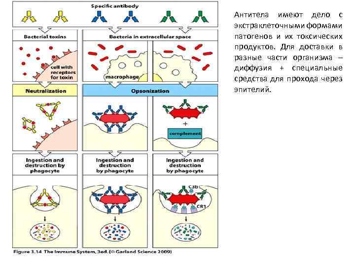 Антитела имеют дело с экстраклеточными формами патогенов и их токсических продуктов. Для доставки в