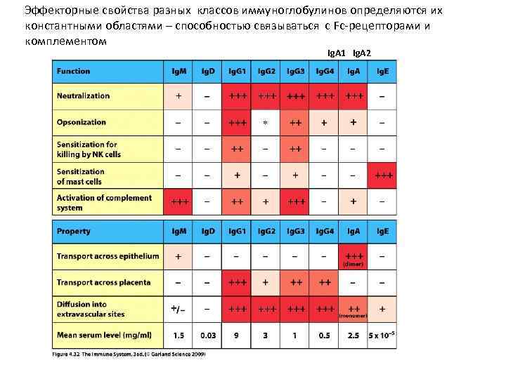 Эффекторные свойства разных классов иммуноглобулинов определяются их константными областями – способностью связываться с Fc-рецепторами