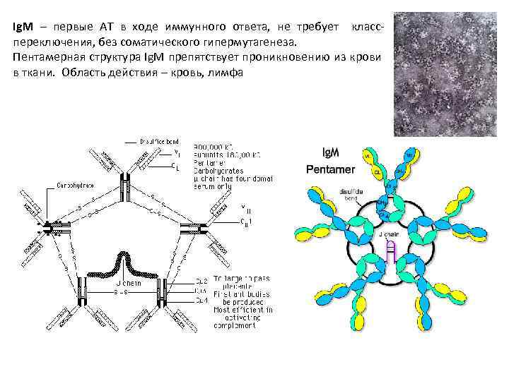 Ig. M – первые АТ в ходе иммунного ответа, не требует класспереключения, без соматического