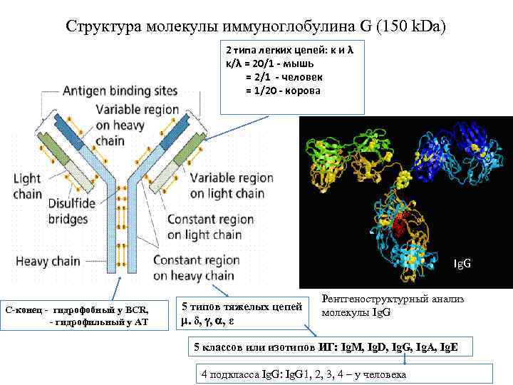 Структура молекулы иммуноглобулина G (150 k. Da) 2 типа легких цепей: κ и λ