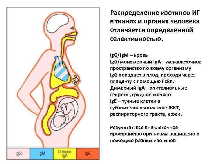 Распределение изотипов ИГ в тканях и органах человека отличается определенной селективностью. Ig. G/Ig. M