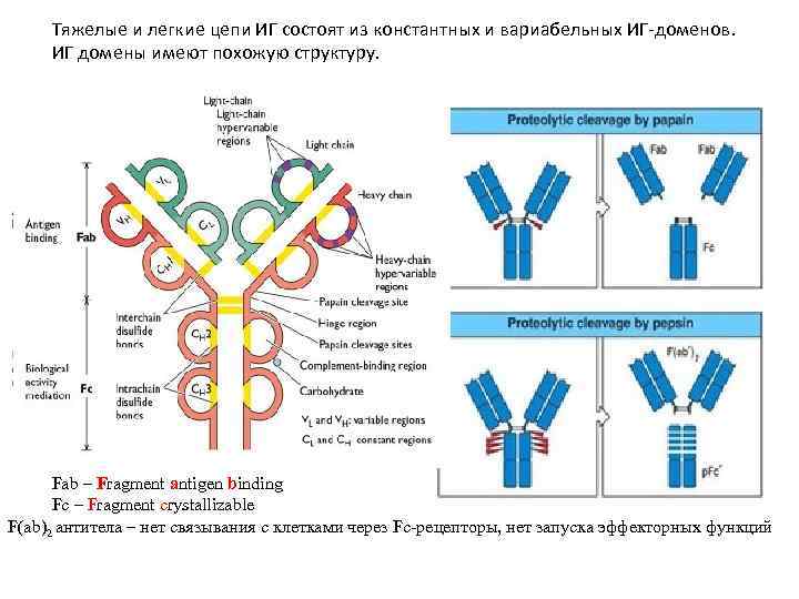Иммуноглобулины содержат. Структура антитела тяжелые цепи. Что такое тяжелые и легкие цепи у антител. Тяжелые и легкие цепи иммуноглобулинов. Константный домен в молекуле иммуноглобулинов.