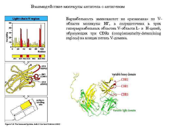 Взаимодействие молекулы антитела с антигеном Вариабельность аминокислот не «размазана» по Vобласти молекулы ИГ, а