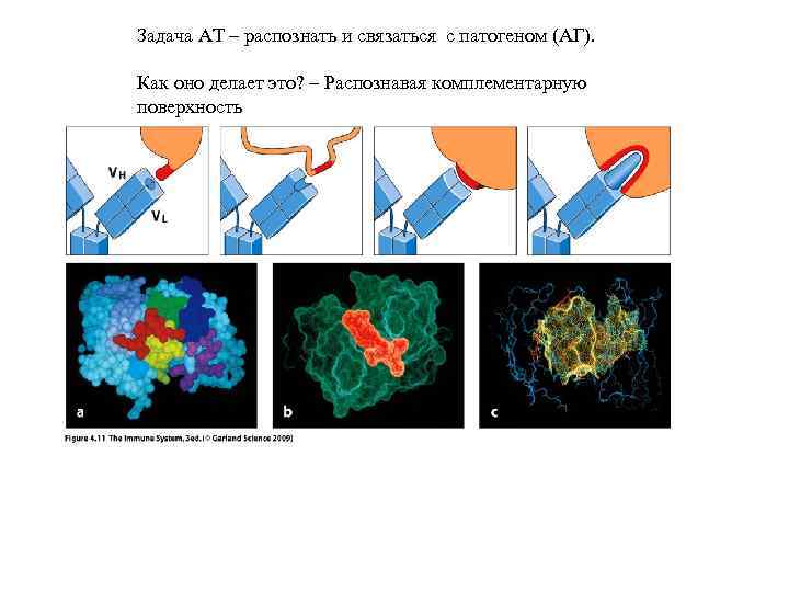 Задача АТ – распознать и связаться с патогеном (АГ). Как оно делает это? –