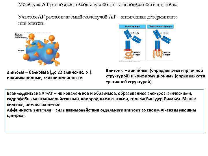 Молекула АТ распознает небольшую область на поверхности антигена. Участок АГ распознаваемый молекулой АТ –