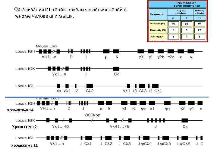 Организация ИГ-генов тяжелых и легких цепей в геноме человека и мыши. хромосома 14 Хромосома