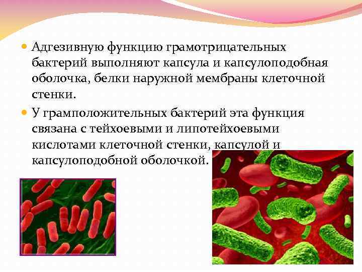  Адгезивную функцию грамотрицательных бактерий выполняют капсула и капсулоподобная оболочка, белки наружной мембраны клеточной