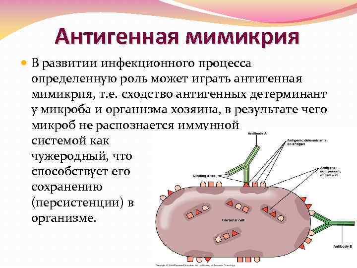 Антигенная мимикрия В развитии инфекционного процесса определенную роль может играть антигенная мимикрия, т. е.