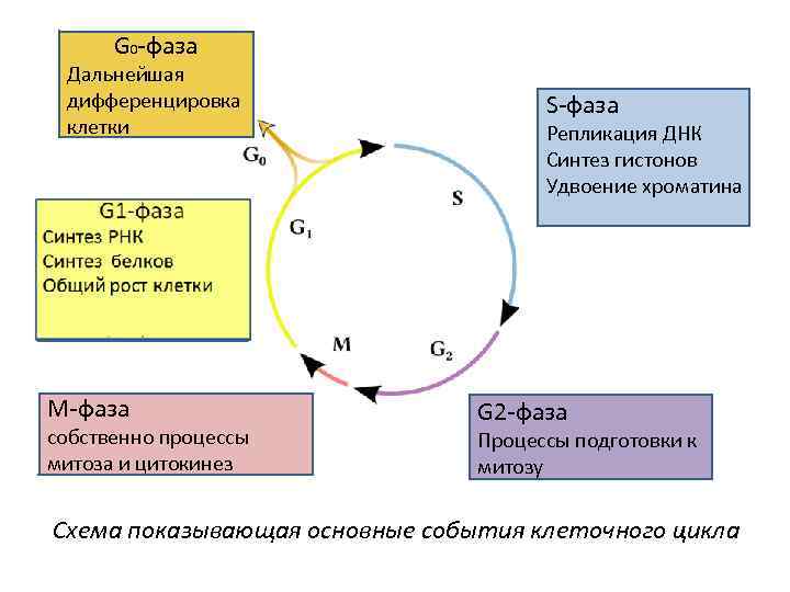 Установите последовательность процессов жизненного цикла клетки. G2 фаза клеточного цикла. G0 период клеточного цикла. Жизненный цикл клетки g1 s g2. Клеточный цикл g0.