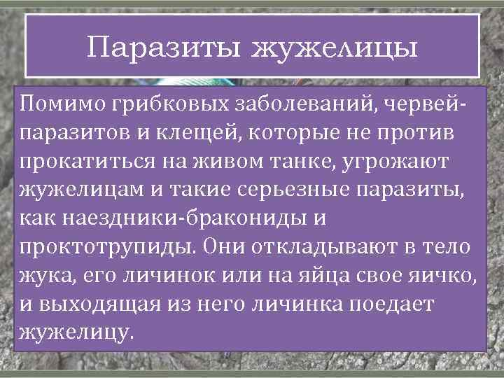 Паразиты жужелицы Помимо грибковых заболеваний, червейпаразитов и клещей, которые не против прокатиться на живом