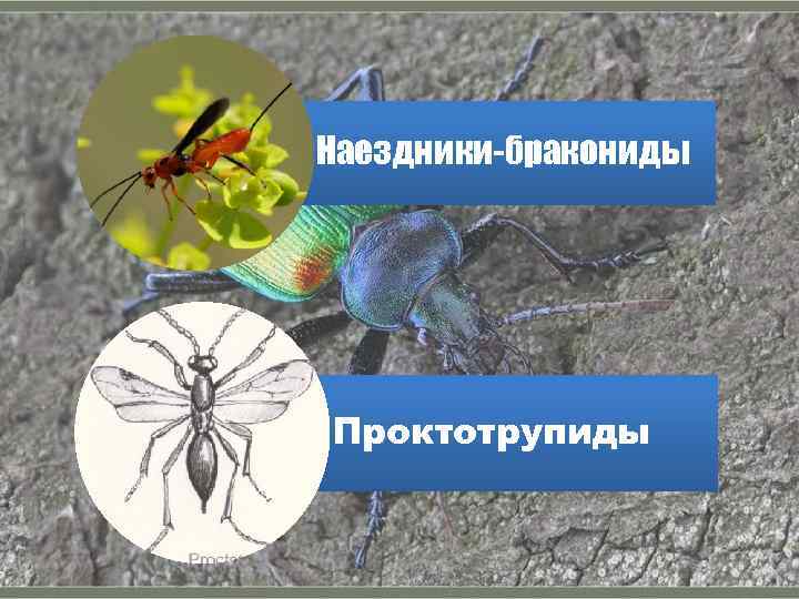 Наездники-бракониды Проктотрупиды 