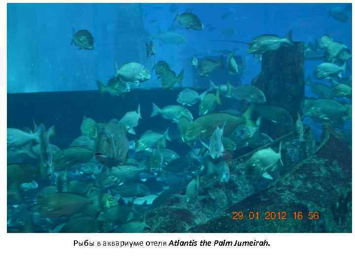 Рыбы в аквариуме отеля Atlantis the Palm Jumeirah. 