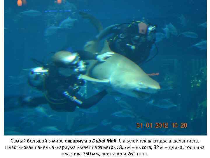 Самый большой в мире аквариум в Dubai Mall. С акулой плавают два аквалангиста. Пластиковая