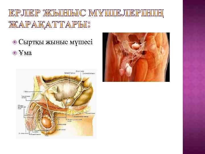  Сыртқы Ұма жыныс мүшесі 