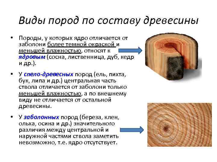 Текстура это влажность древесины рисунок древесины плотность древесины