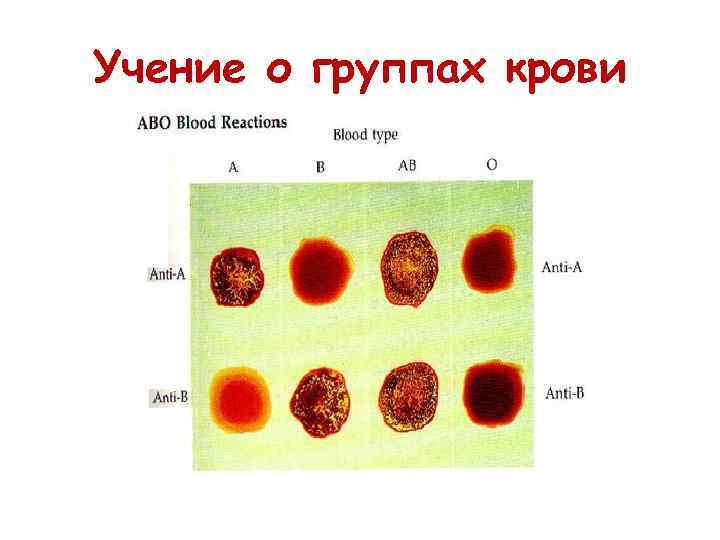 Кровь биология 11 класс