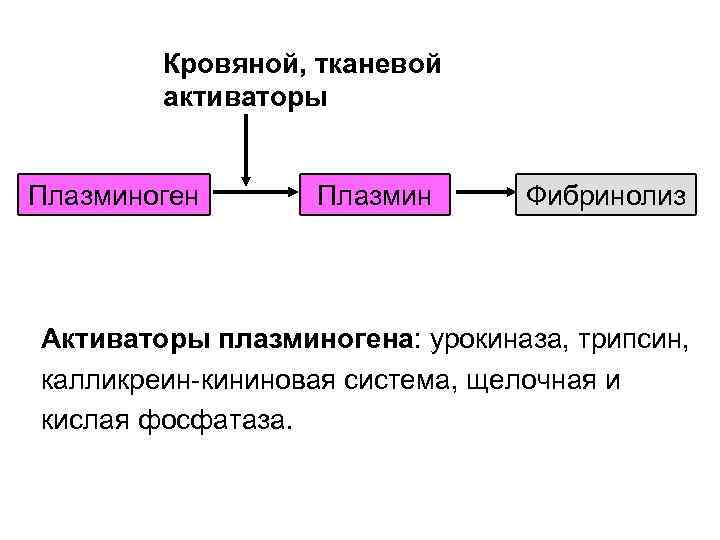 Кровяной, тканевой активаторы Плазминоген Плазмин Фибринолиз Активаторы плазминогена: урокиназа, трипсин, калликреин-кининовая система, щелочная и