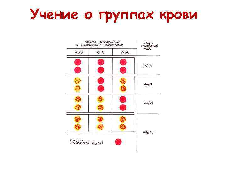 Учение о группах крови 