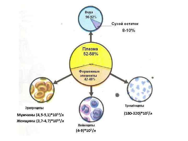 (180 -320)*109/л Мужчины (4, 5 -5, 1)*1012/л Женщины (3, 7 -4, 7)*1012/л (4 -9)*109/л