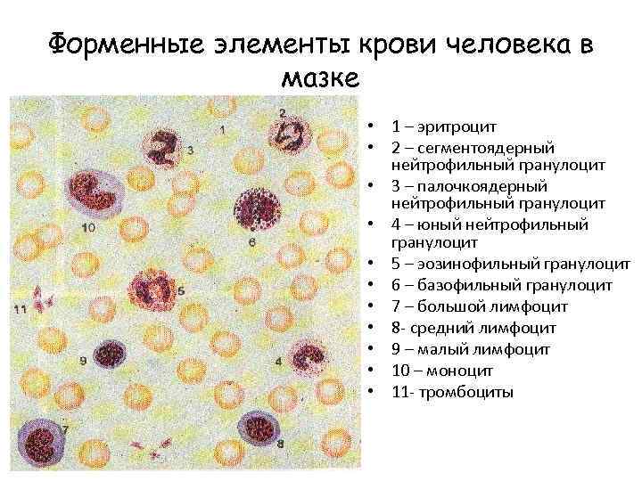 Форменные элементы крови человека в мазке • 1 – эритроцит • 2 – сегментоядерный