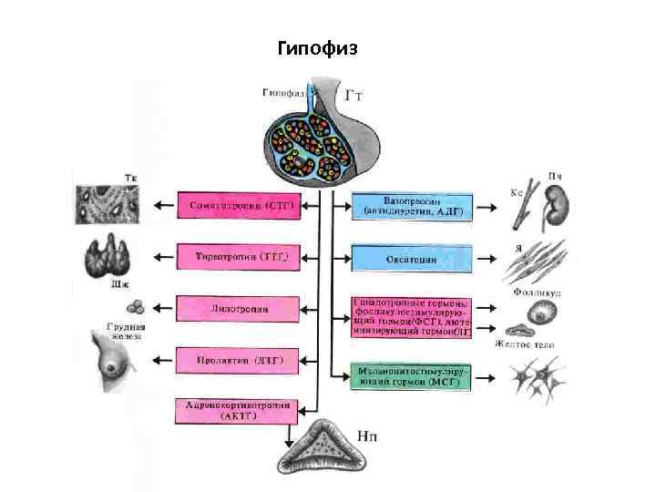 Гипофиз 