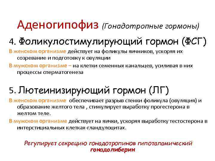 Аденогипофиз (Гонадотропные гормоны) 4. Фоликулостимулирующий гормон (ФСГ) В женском организме действует на фоликулы яичников,