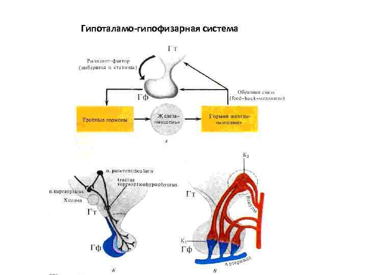 Гипоталамо-гипофизарная система 