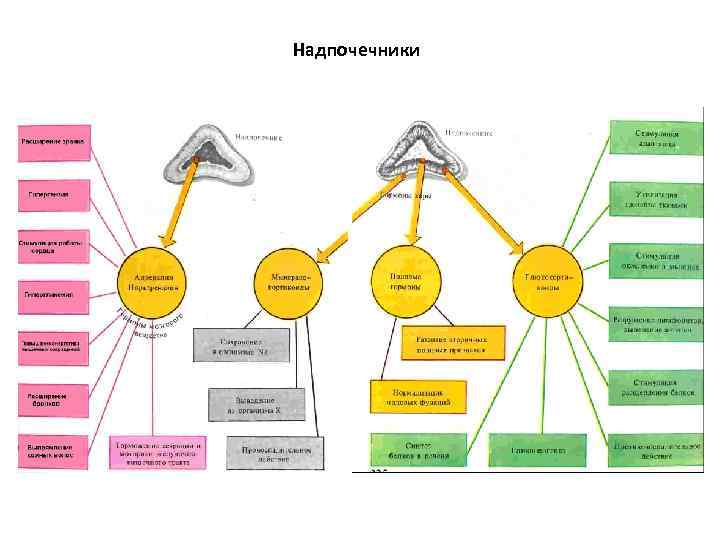 Надпочечники 