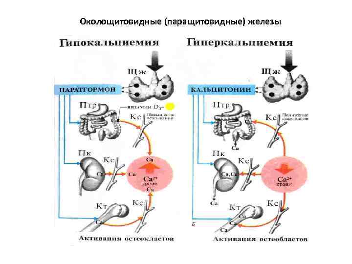 Околощитовидные (паращитовидные) железы 