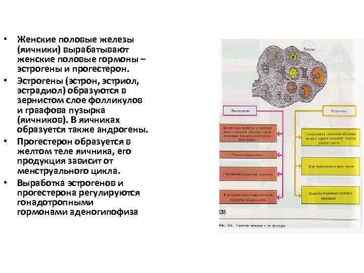  • Женские половые железы (яичники) вырабатывают женские половые гормоны – эстрогены и прогестерон.