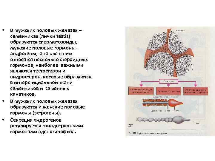  • • • В мужских половых железах – семенниках (яички testis) образуются сперматозоиды,