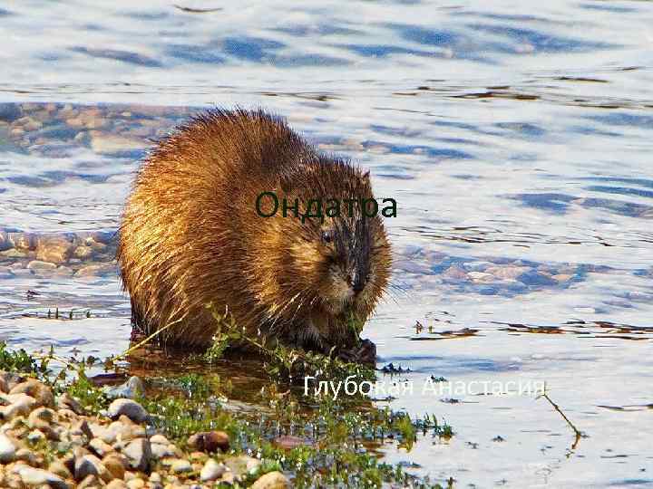 Ондатра Глубокая Анастасия 