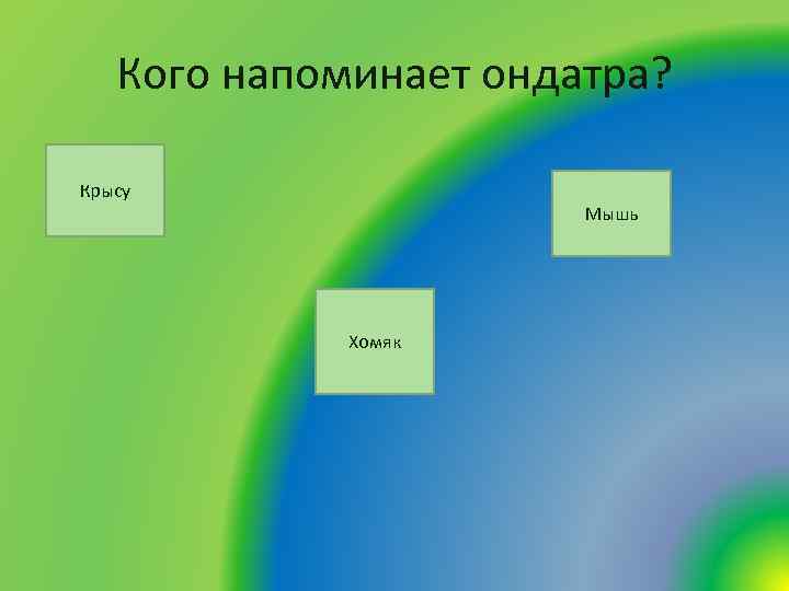 Кого напоминает ондатра? Крысу Мышь Хомяк 