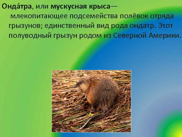 Онда тра, или мускусная крыса— млекопитающее подсемейства полёвок отряда грызунов; единственный вид рода ондатр.