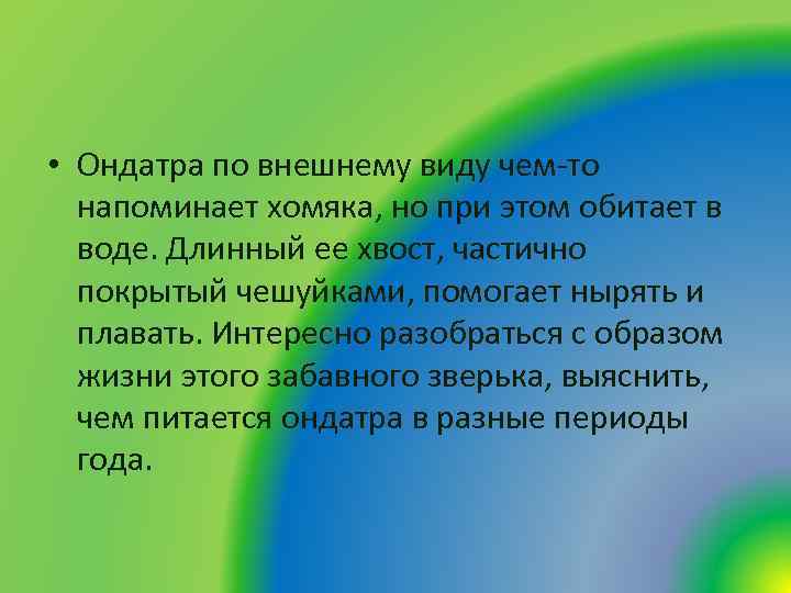  • Ондатра по внешнему виду чем-то напоминает хомяка, но при этом обитает в