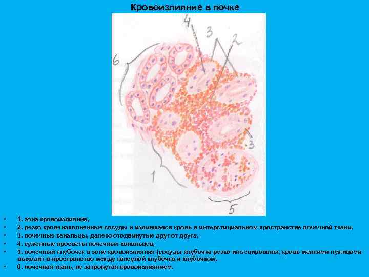 Пространства почки