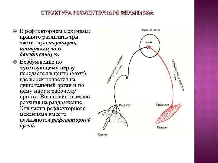 Механизм рефлекса. Части рефлекторного механизма. 3 Части рефлекторного механизма. Рефлекторный механизм деятельности. Центральные рефлекторные механизмы.