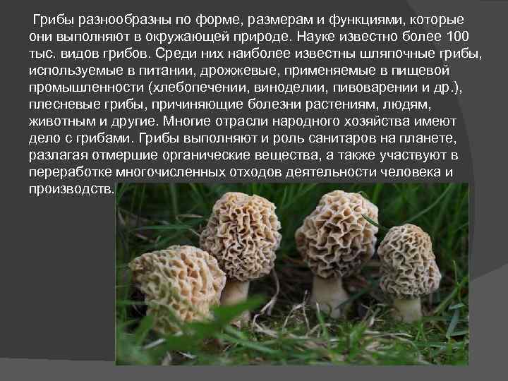  Грибы разнообразны по форме, размерам и функциями, которые они выполняют в окружающей природе.