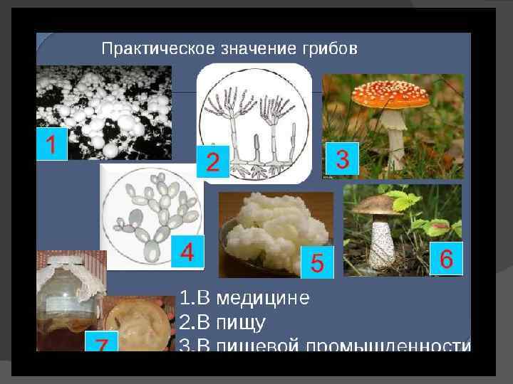 Грибы используют. Использование грибов. Грибы используются человеком. Примеры использования грибов человеком. Практическое использование грибов.