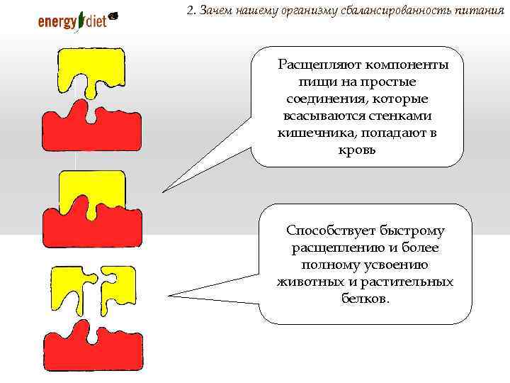 2. Зачем нашему организму сбалансированность питания 1. Расщепляют компоненты пищи на простые соединения, которые