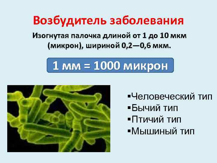 Возбудитель заболевания Изогнутая палочка длиной от 1 до 10 мкм (микрон), шириной 0, 2—