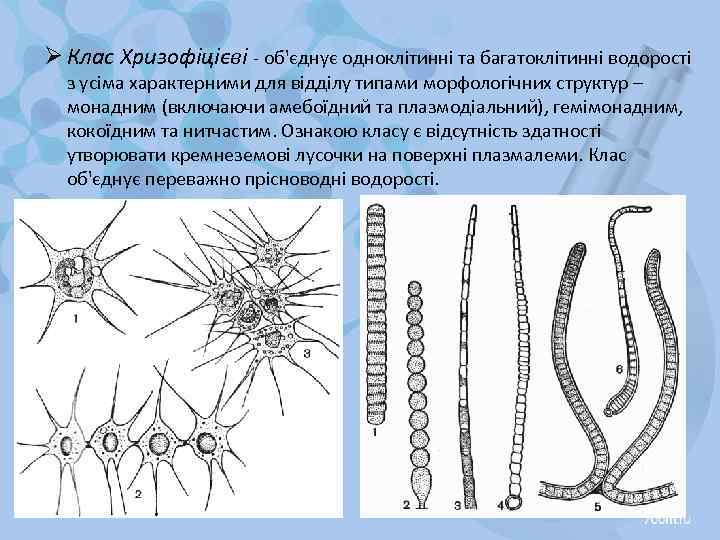 Ø Клас Хризофіцієві - об'єднує одноклітинні та багатоклітинні водорості з усіма характерними для відділу