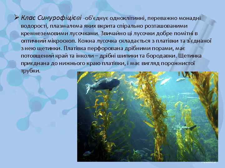 Ø Клас Синурофіцієві -об'єднує одноклітинні, переважно монадні водорості, плазмалема яких вкрита спірально розташованими кремнеземовими