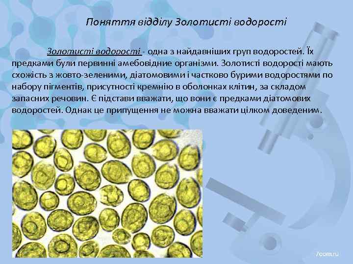 Поняття відділу Золотисті водорості - одна з найдавніших груп водоростей. Їх предками були первинні