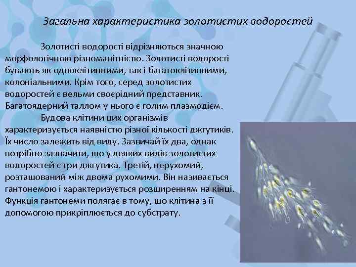 Загальна характеристика золотистих водоростей Золотисті водорості відрізняються значною морфологічною різноманітністю. Золотисті водорості бувають як