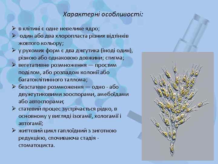 Характерні особливості: Ø в клітині є одне невелике ядро; Ø один або два хлоропласта