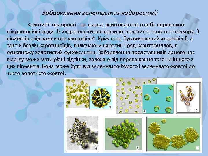 Забарвлення золотистих водоростей Золотисті водорості - це відділ, який включає в себе переважно мікроскопічні