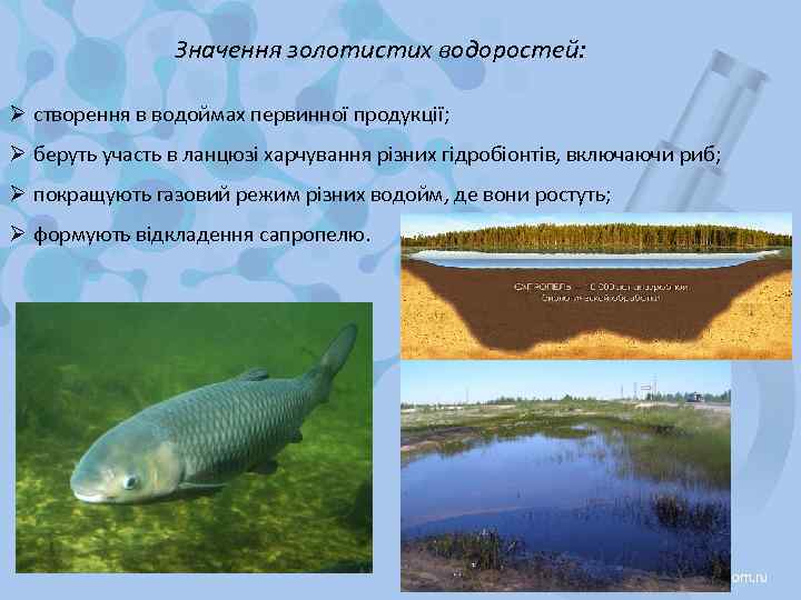 Значення золотистих водоростей: Ø створення в водоймах первинної продукції; Ø беруть участь в ланцюзі